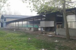 فروش گاوداری صنعتی 100 راسی در شرق گیلان